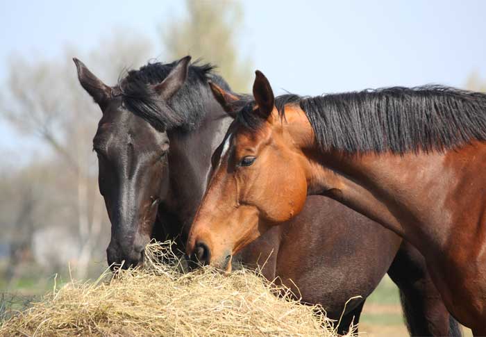 Premium Hay