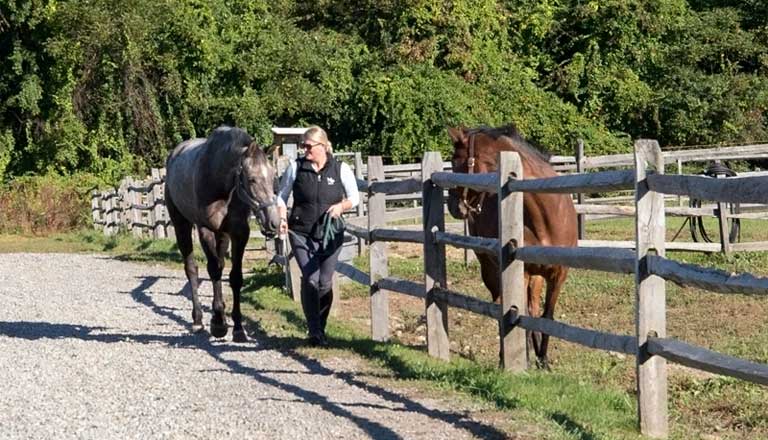 Horse Training